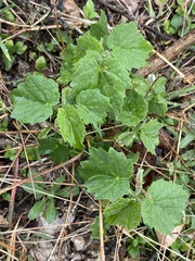 Rhynchosida physocalyx