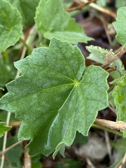 Rhynchosida physocalyx