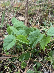 Rhynchosida physocalyx