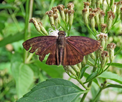 Anastrus sempiternus