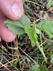 Rhynchosida physocalyx