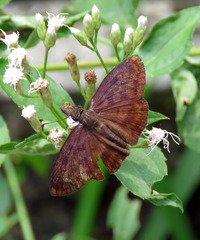 Anastrus sempiternus