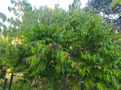 Miconia minutiflora