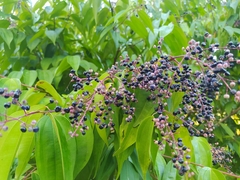 Miconia minutiflora
