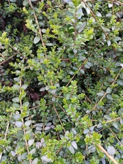 Lonicera ligustrina
