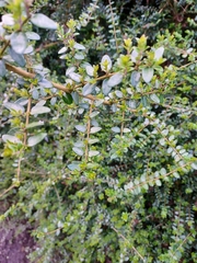 Lonicera ligustrina