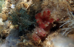 Virididentula dentata