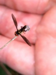 Ocyptamus antiphates