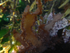 Blastophyllis calliblepharoides