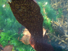 Sarcothalia circumcincta