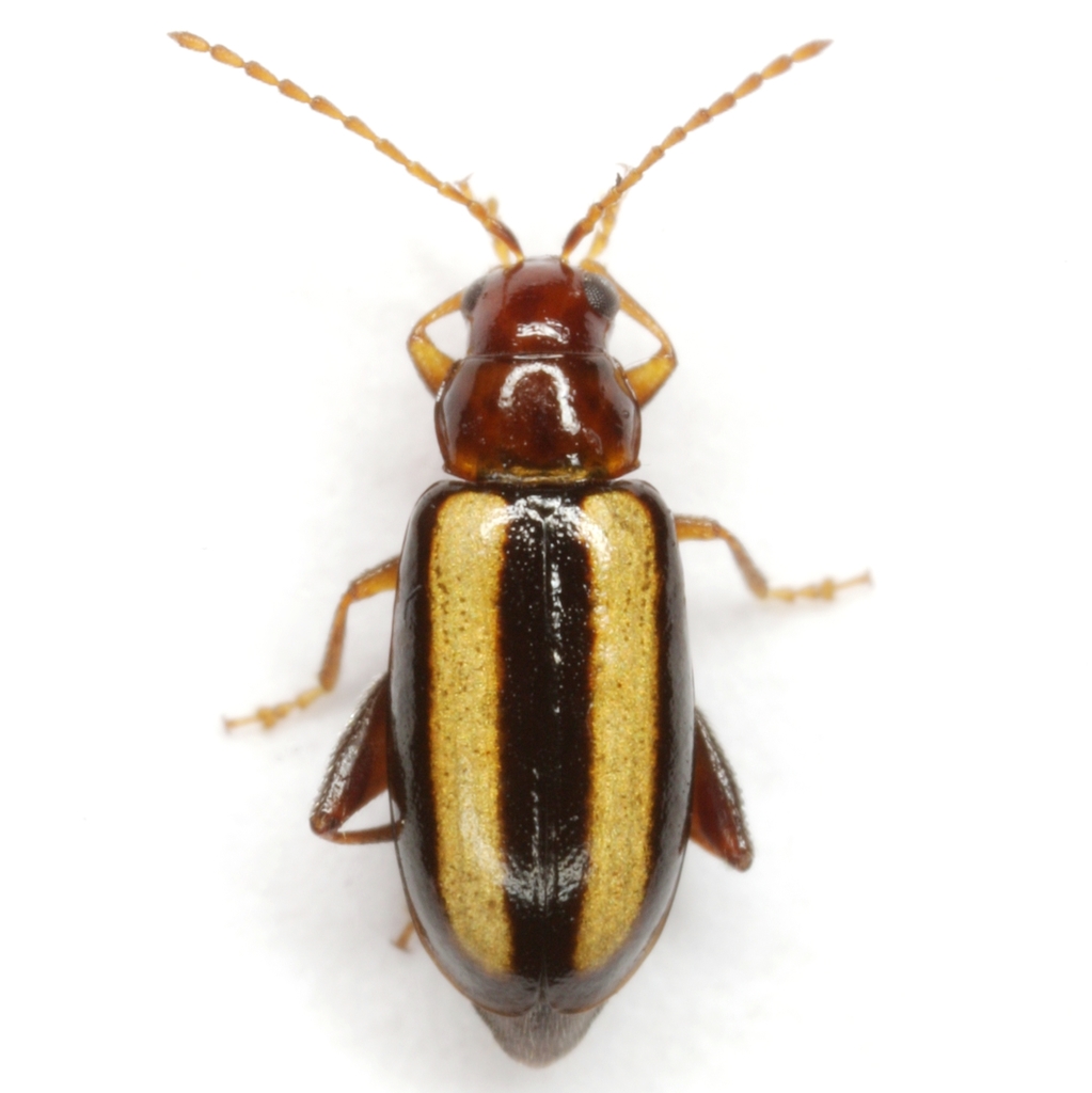 Systena bitaeniata