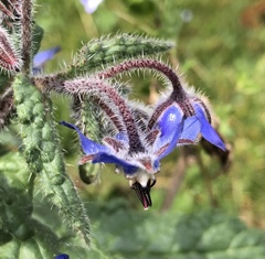 Borago officinalis
