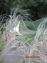 Lilium formosanum