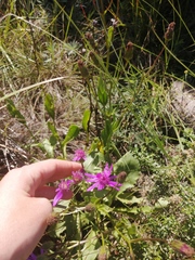Senecio speciosus
