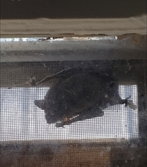 Nycticeius humeralis