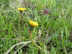 Taraxacum klokovii