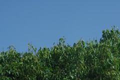 Cordia caffra