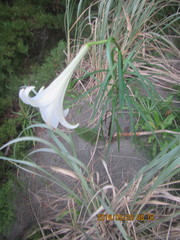 Lilium formosanum