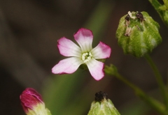 Silene antirrhina