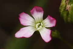 Silene antirrhina