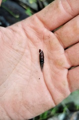 Oospira antilopina