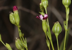 Silene antirrhina