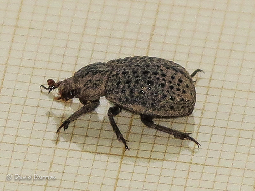 Trox fabricii