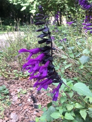Salvia guaranitica