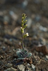 Streptanthus vernalis