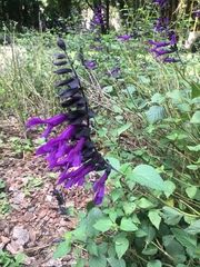 Salvia guaranitica