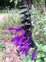 Salvia guaranitica