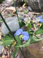 Commelina erecta