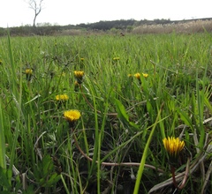 Taraxacum klokovii
