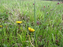 Taraxacum klokovii