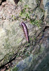 Formosana artifina