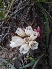 Allium scilloides