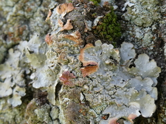 Erythricium aurantiacum
