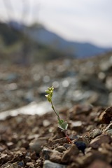 Streptanthus vernalis