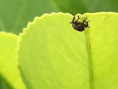 Pachytychius sparsutus