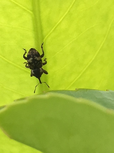 Pachytychius sparsutus