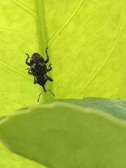 Pachytychius sparsutus