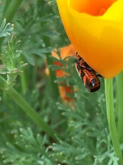 Cercopis intermedia