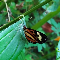 Hypothyris euclea laphria