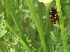 Cercopis intermedia