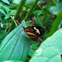 Hypothyris euclea laphria