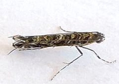 Neurobathra strigifinitella