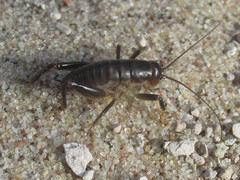 Daihinia brevipes