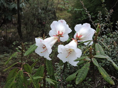 Rhododendron lindleyi