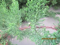 Argyrodes antipodianus