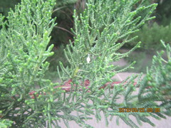 Argyrodes antipodianus